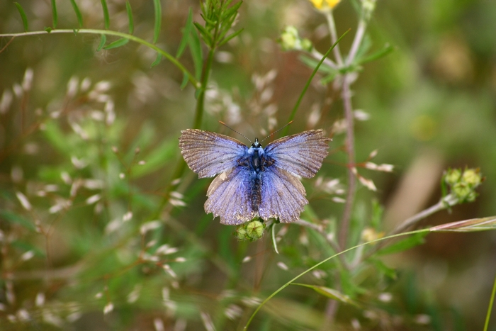 Lycaena dispar e altri licenidi.